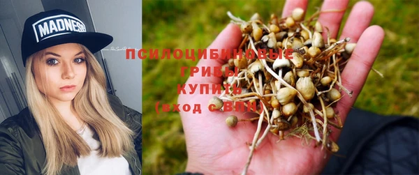 шишки Медвежьегорск